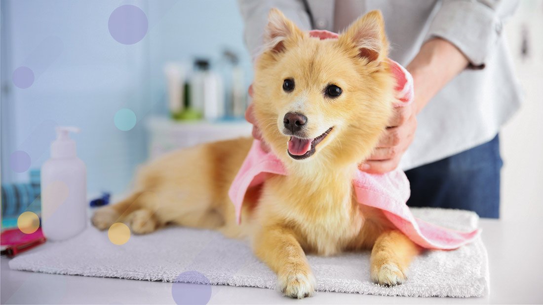 pet groomer requirements, how to become a dog groomer, dog grooming business income