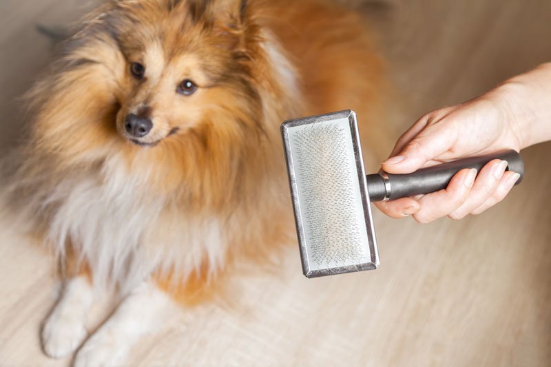 shedding, dog grooming supplies