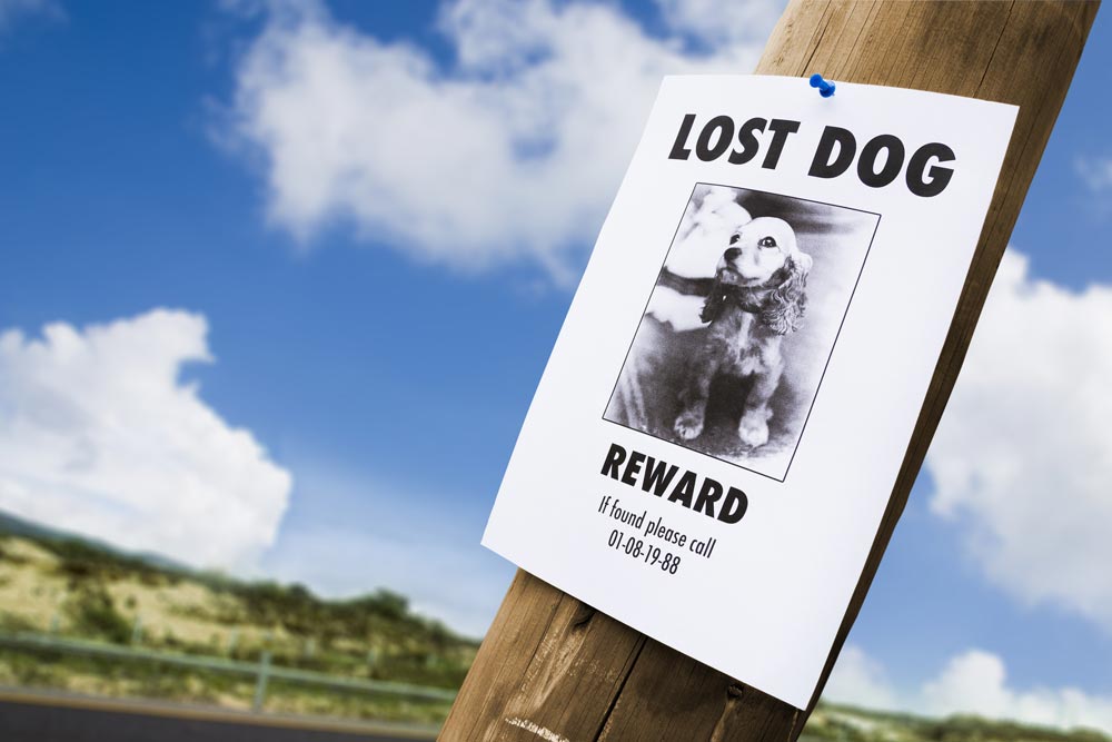 lost dog
