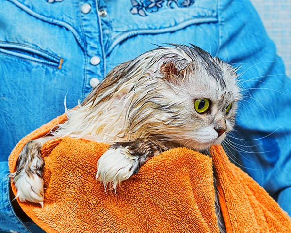 cat grooming bath