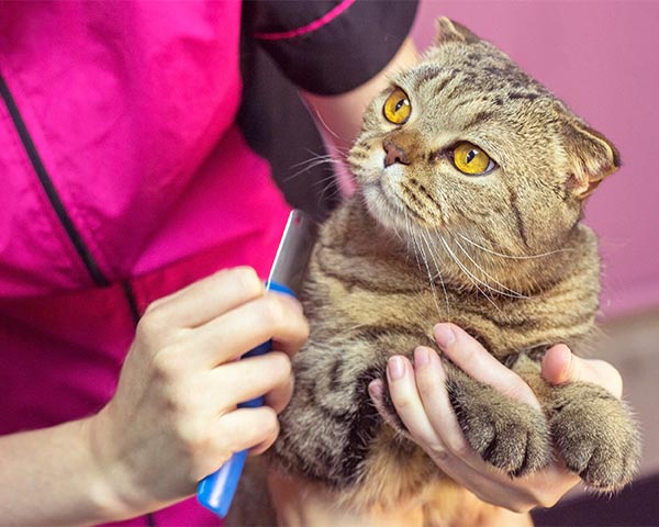 cat grooming brushing