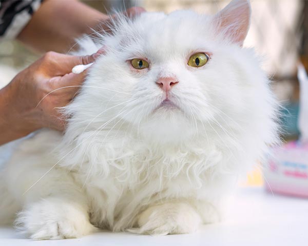 cat groomer ear care