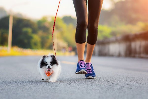 how much exercise does a dog need everyday