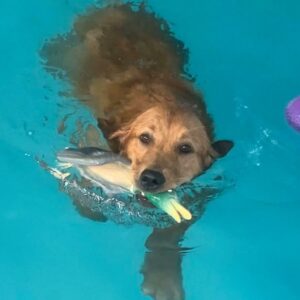 Swimming dog at Bubble Puppy Pool House