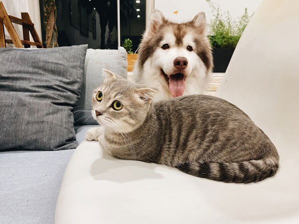 dog and cat boarding