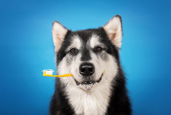 how to brush your dog's teeth