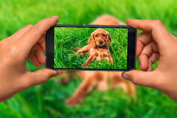DaySmart | Dog Instagram Captions to Use On Your Next Post