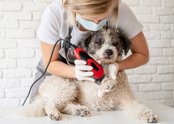 cost of dog grooming