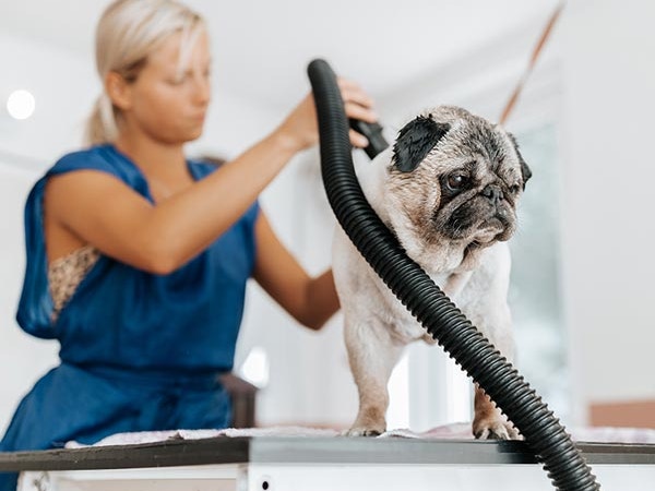 pet grooming services