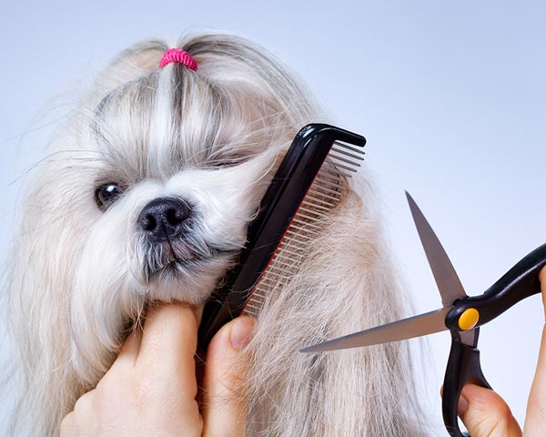 sharpening dog grooming shears