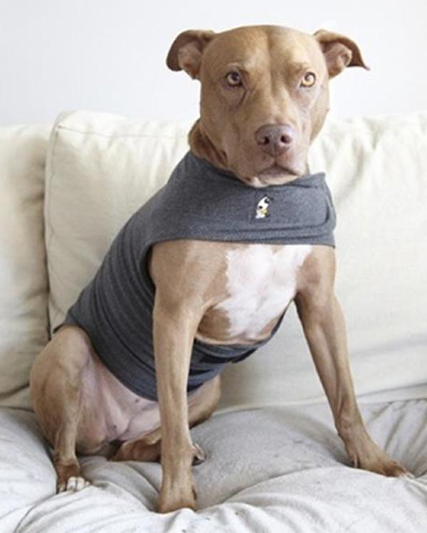 dog calming aid thunder shirt