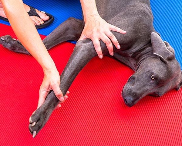 dog calming aid massage therapy