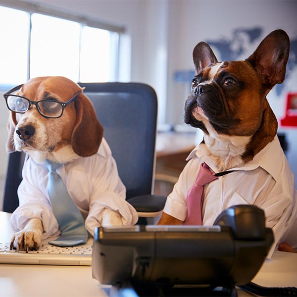 DaySmart | Love Animals? Check Out These Heart-Warming Careers with…