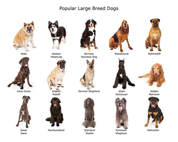 careers with dogs - dog breeding