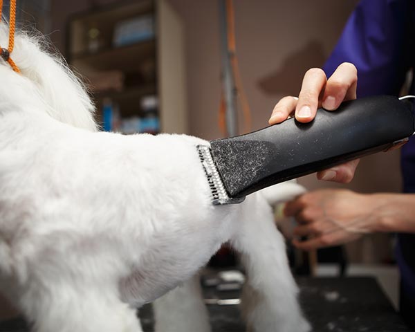 careers with dogs - dog grooming