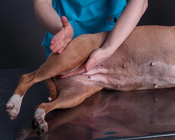 dog massage therapy