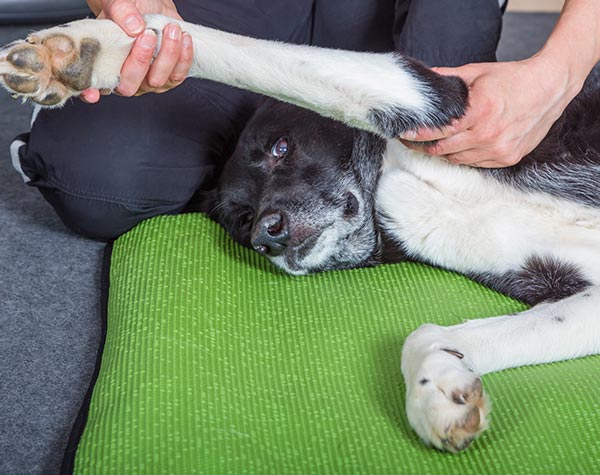 dog massage therapy stretches