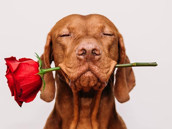 doggy valentine