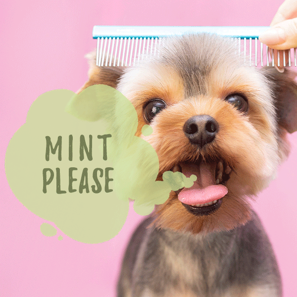 best breath mints for dogs