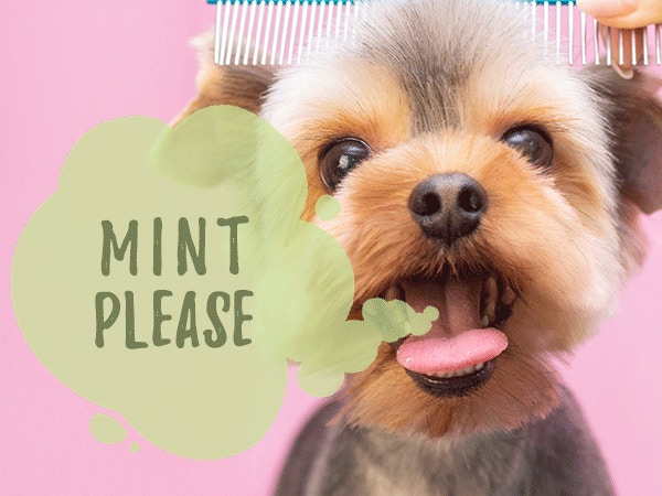 breath mint for dogs