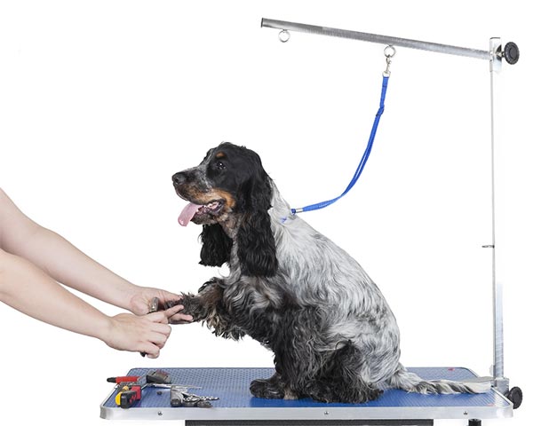 Grooming table with grooming harness