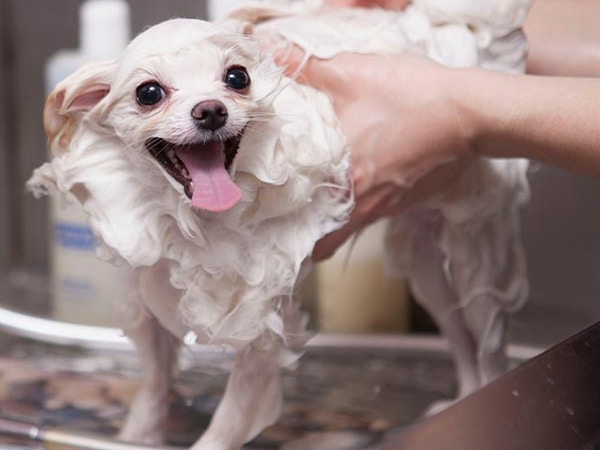 dog grooming shampoo